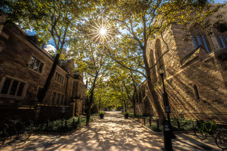 Sunlight pours through a canopy of trees along the Rose Walk on Yale's campus